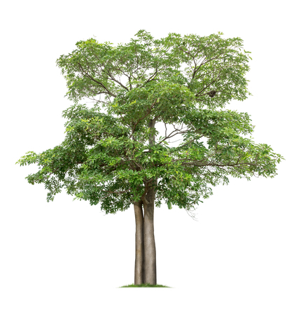 Isolated tree on white backgroundの写真素材