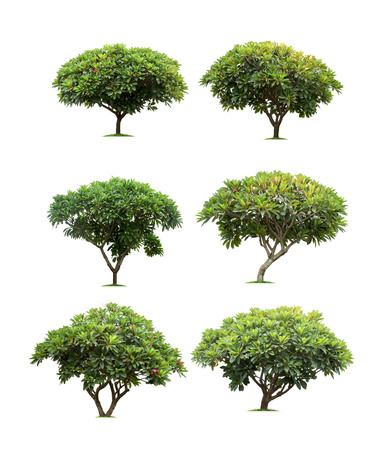 Collection of Isolated frangipani or plumeria tree on white backgroundの写真素材