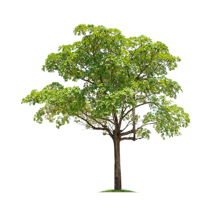 Isolated tree on white backgroundの写真素材