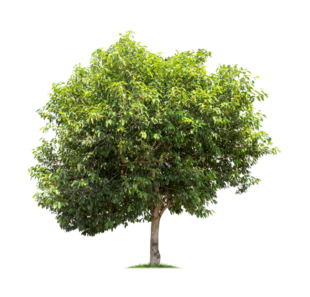 Isolated tree on white backgroundの写真素材