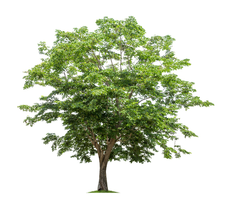 Isolated tree on white backgroundの写真素材
