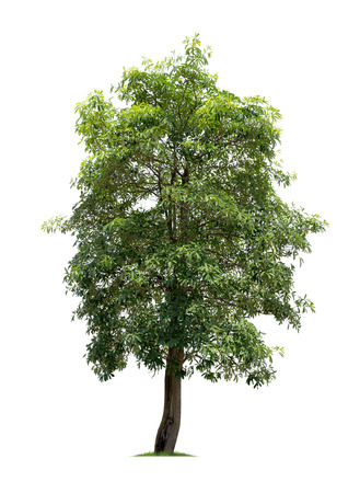 Isolated tree on white backgroundの写真素材