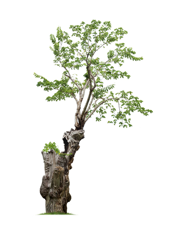 Isolated tree on white backgroundの写真素材
