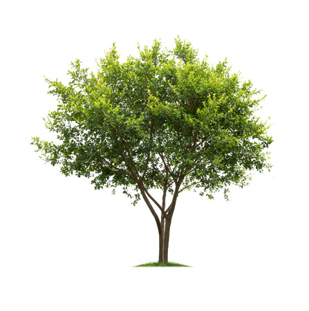 Isolated tree on white backgroundの写真素材