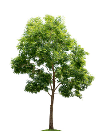 Isolated tree on white backgroundの写真素材