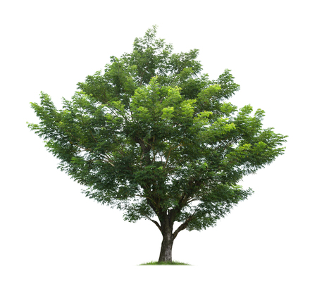 Isolated tree on white backgroundの写真素材