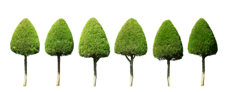 Collection of trees isolated on white background high resolution for graphic decoration, suitable for both web and print mediaの写真素材