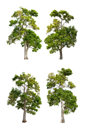 Collection of trees isolated on white background high resolution for graphic decoration, suitable for both web and print mediaの写真素材