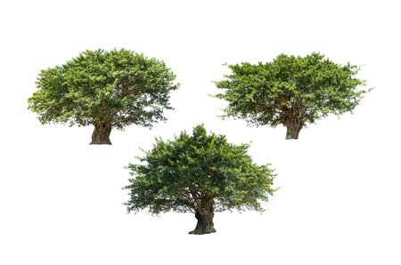 Collection of trees isolated on white background high resolution for graphic decoration, suitable for both web and print mediaの写真素材
