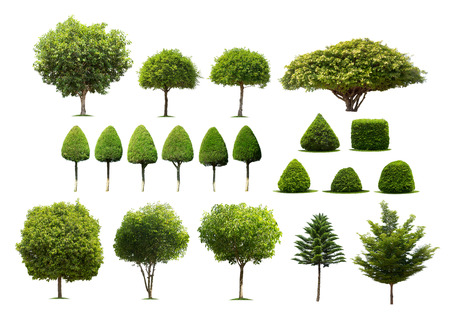 Collection of trees isolated on white background high resolution for graphic decoration, suitable for both web and print mediaの写真素材