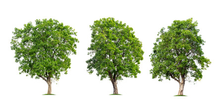 Collection of trees isolated on white background high resolution for graphic decoration, suitable for both web and print mediaの写真素材