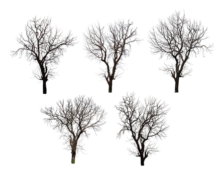 Collection of dead tree isolated on white background high resolution for graphic decoration, suitable for both web and print media