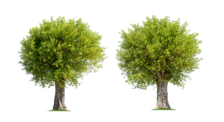 Collection of trees isolated on white background high resolution for graphic decoration, suitable for both web and print mediaの写真素材