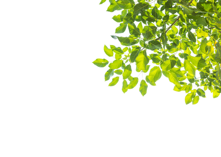 Isolated green tree leaf on white backgroundの写真素材