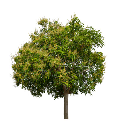 Mango tree with flower isolated on white background high resolution for graphic decoration, suitable for both web and print mediaの写真素材