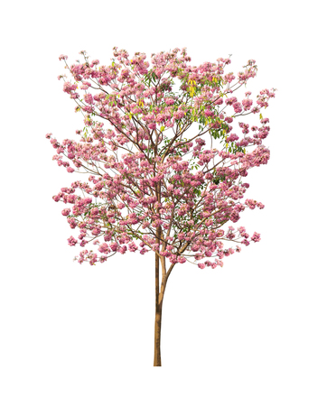 Isolated Tabebuia rosea tree with pink flower on white backgroundの写真素材