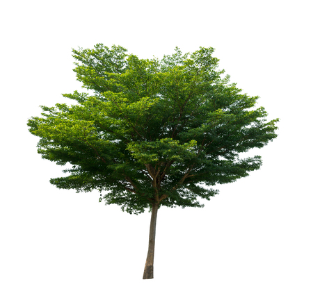 Tree isolated on white background high resolution for graphic decoration, suitable for both web and print mediaの写真素材