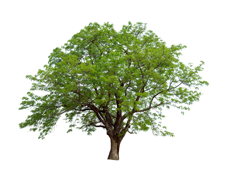 Tree isolated on white background high resolution for graphic decoration, suitable for both web and print mediaの写真素材