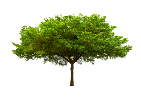 Tree isolated on white background high resolution for graphic decoration, suitable for both web and print mediaの写真素材