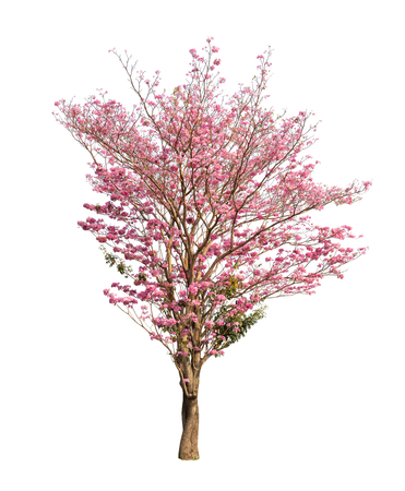 Isolated Tabebuia rosea tree with pink flower on white backgroundの写真素材