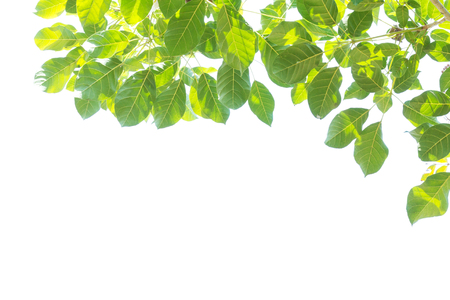 Isolated green tree leaf on white backgroundの写真素材