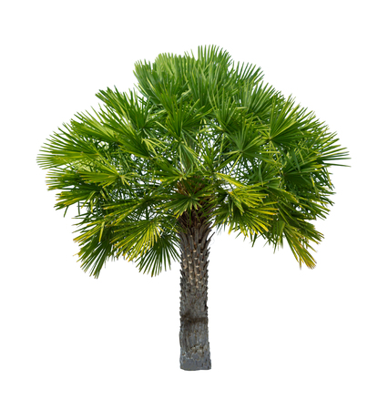 Palm tree isolated on white background high resolution for graphic decoration, suitable for both web and print mediaの写真素材
