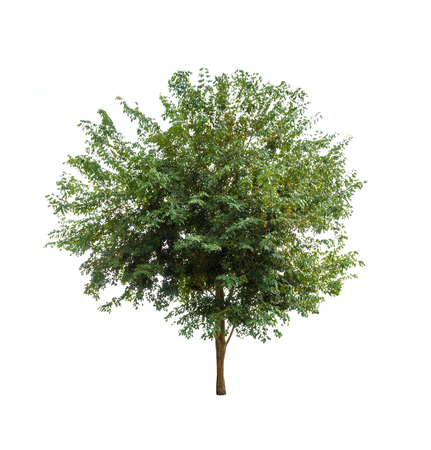 Tree isolated on white background high resolution for graphic decoration, suitable for both web and print mediaの写真素材