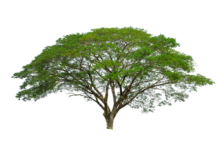 Raintree isolated on white background high resolution for graphic decoration, suitable for both web and print mediaの写真素材