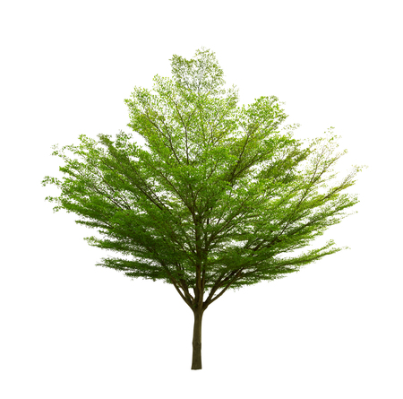 Tree isolated on white background high resolution for graphic decoration, suitable for both web and print mediaの写真素材