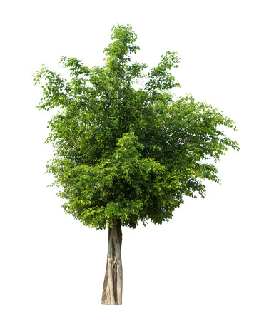 Tree isolated on white background high resolution for graphic decoration, suitable for both web and print mediaの写真素材