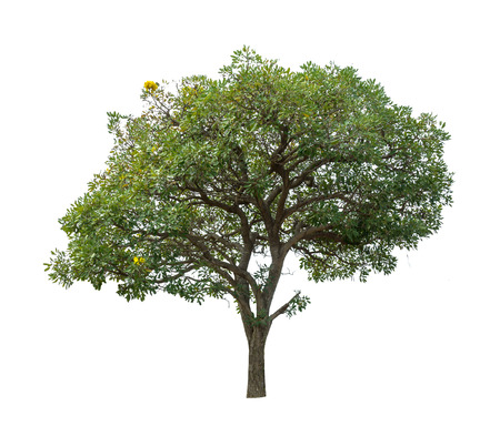 Tree isolated on white background high resolution for graphic decoration, suitable for both web and print mediaの写真素材