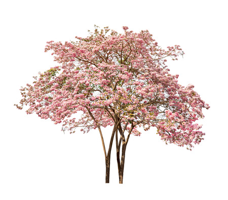 Isolated Tabebuia rosea tree with pink flower on white backgroundの写真素材