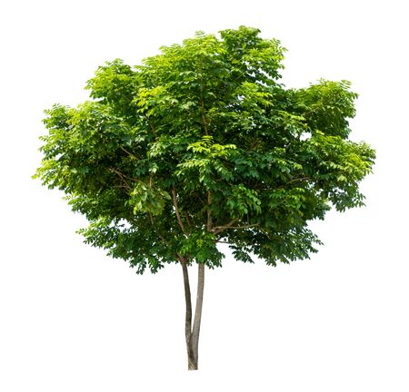 Isolated tree on white backgroundの写真素材