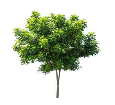 Isolated tree on white backgroundの写真素材