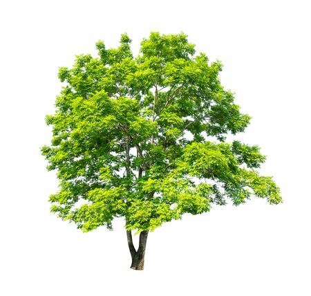 Isolated tree on white backgroundの写真素材