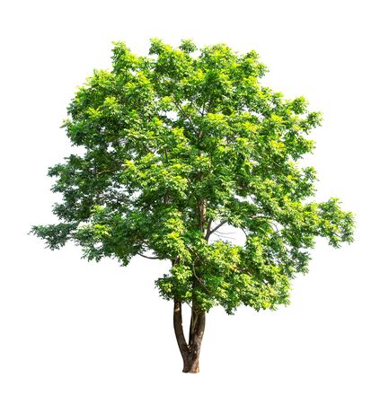 Isolated tree on white backgroundの写真素材