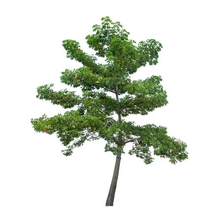 Isolated tree on white backgroundの写真素材
