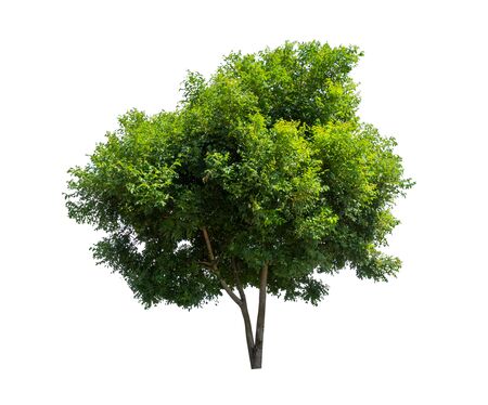 Isolated tree on white backgroundの写真素材