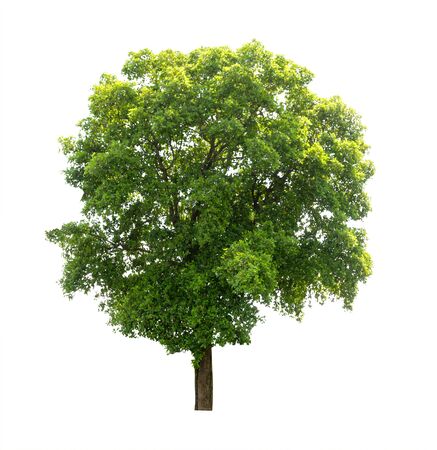 Isolated tree on white backgroundの写真素材