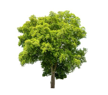 Isolated tree on white backgroundの写真素材