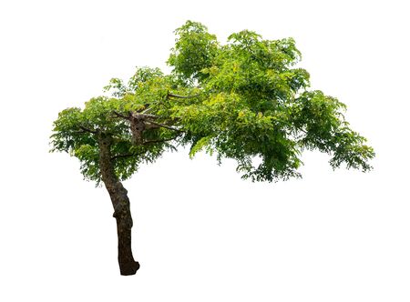 Isolated tree on white backgroundの写真素材