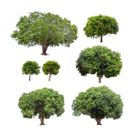 Isolated collection of mango tree on white backgroundの写真素材
