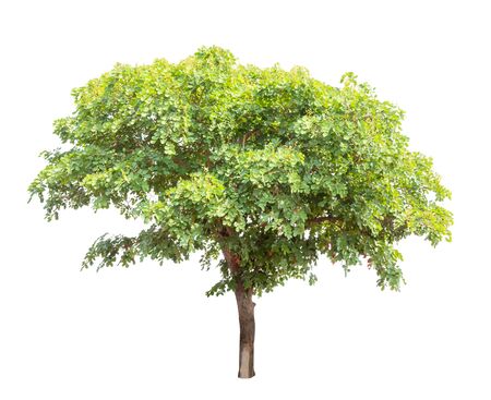Isolated tree on white backgroundの写真素材