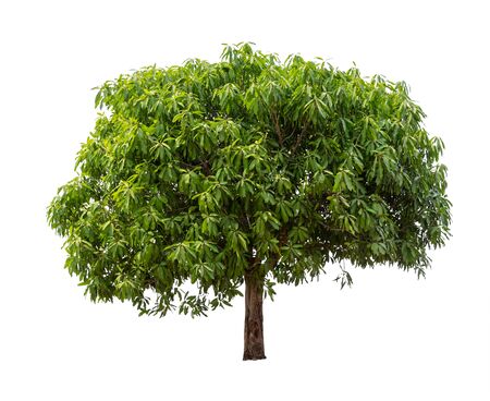 Isolated mango tree on white backgroundの写真素材