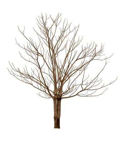 Isolated tree in winter with no leaves on white backgroundの写真素材
