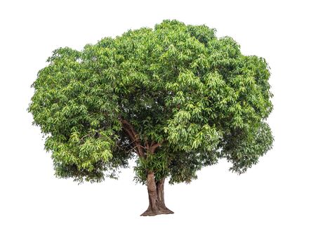 Isolated mango tree on white backgroundの写真素材