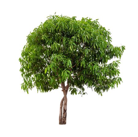 Isolated mango tree on white backgroundの写真素材