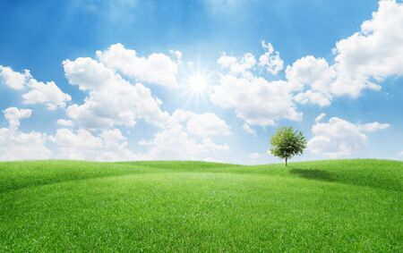 Single tree on green grass field with sunny blue sky for nature conceptの写真素材