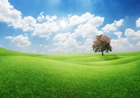 Single tree on green grass field with sunny blue sky for nature conceptの写真素材