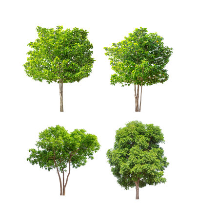 Collection of trees isolated on white backgroundの写真素材